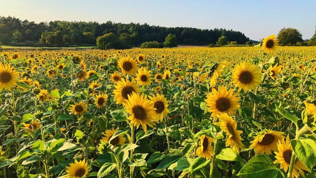 vijith-quadros-JDmQRtpQ8cw-unsplash-1024×768